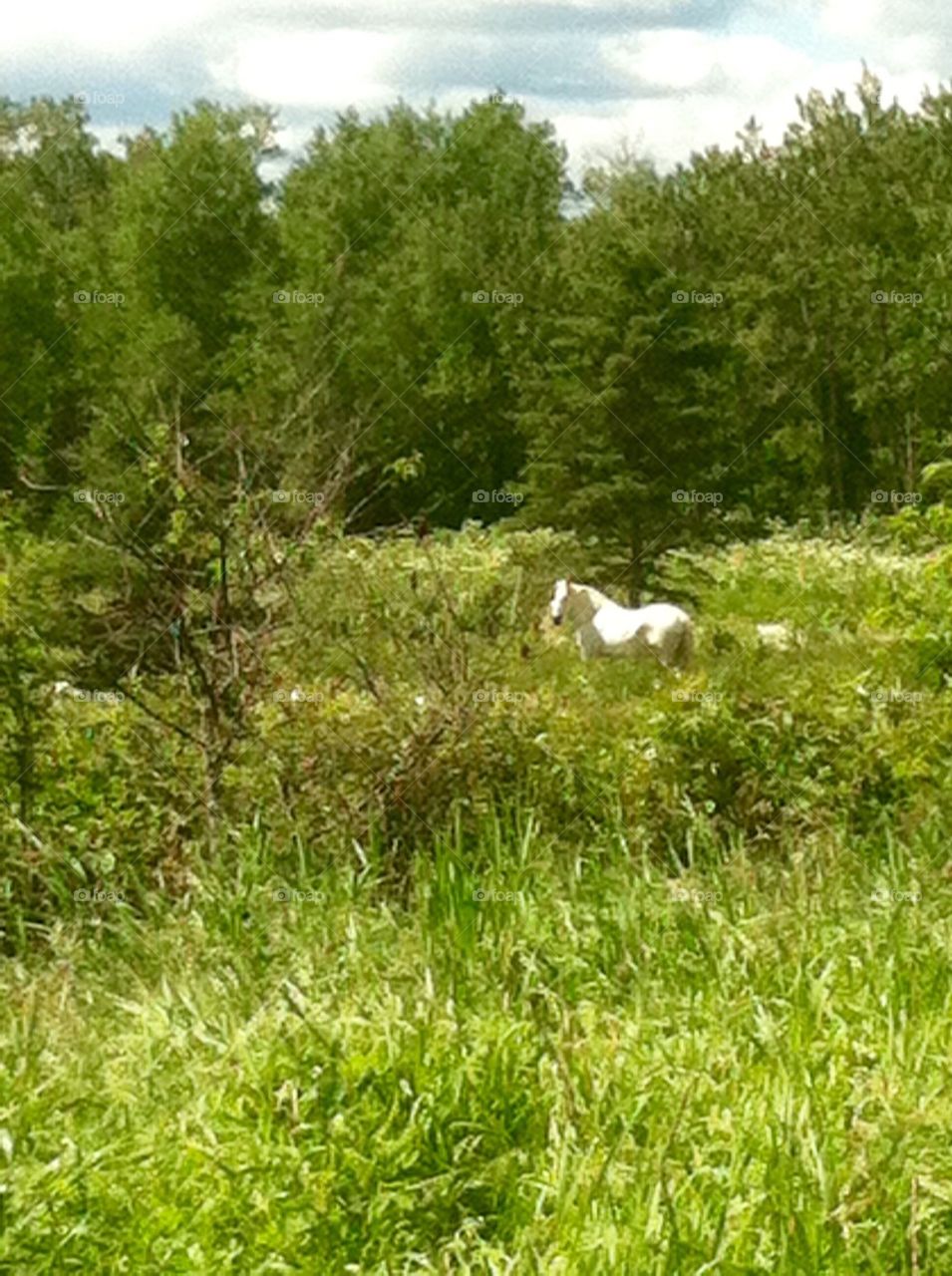 Horse in the grass