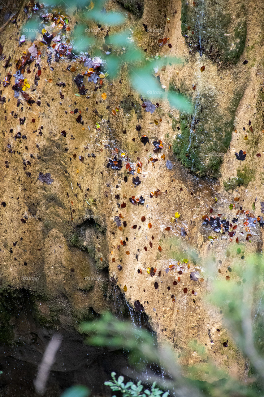 A Wonderful Natural Decoration