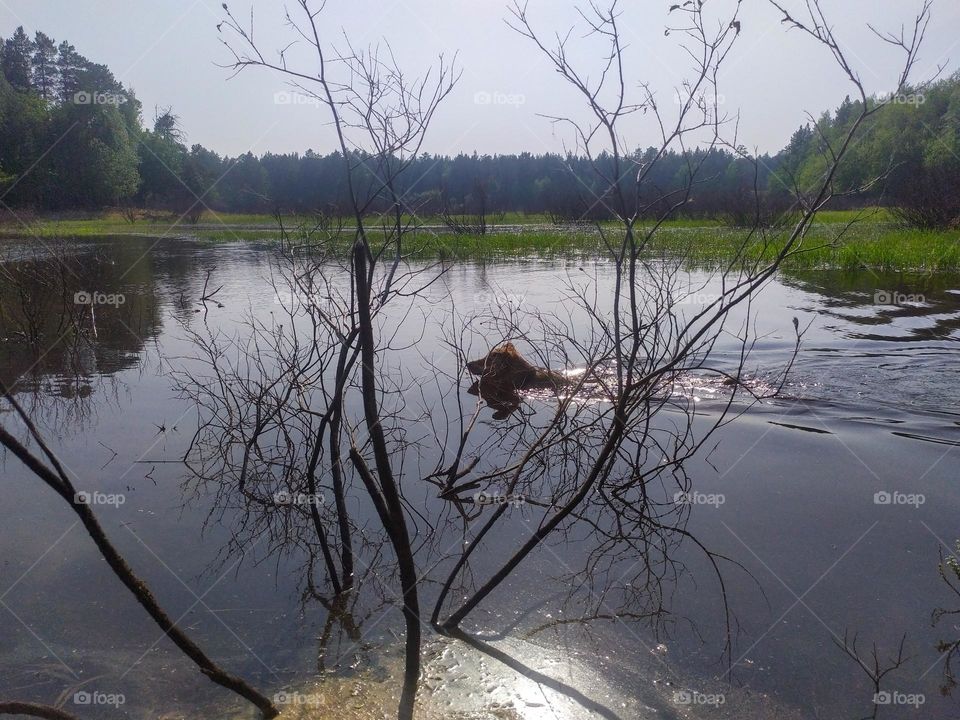 Dog swimming in the lake