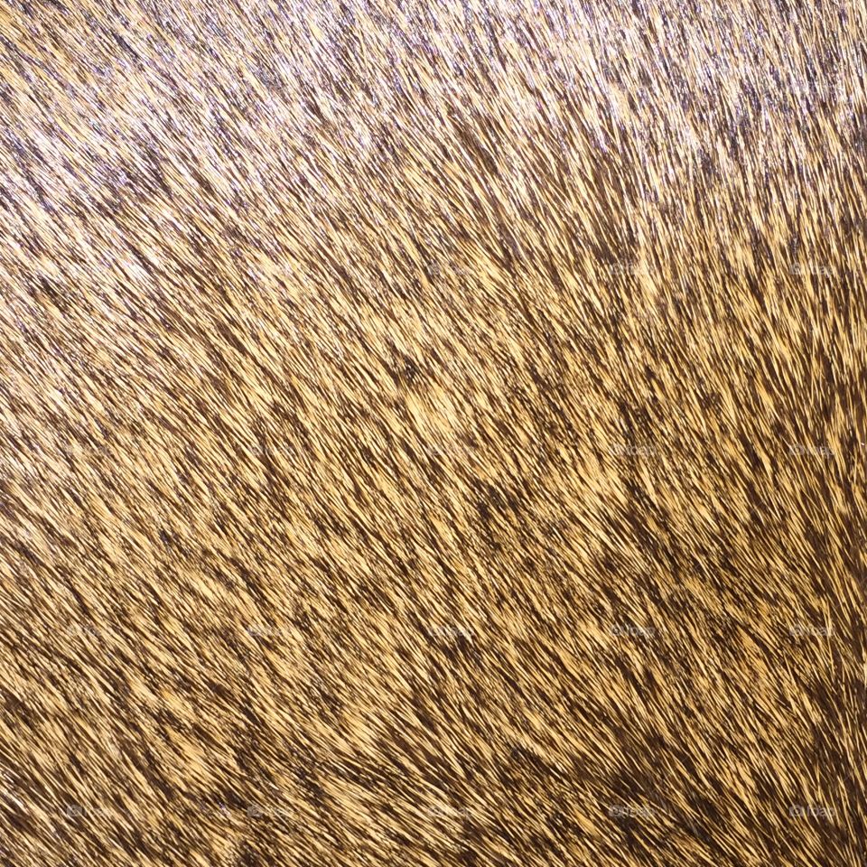 Desktop, Abstract, Pattern, Texture, Fur