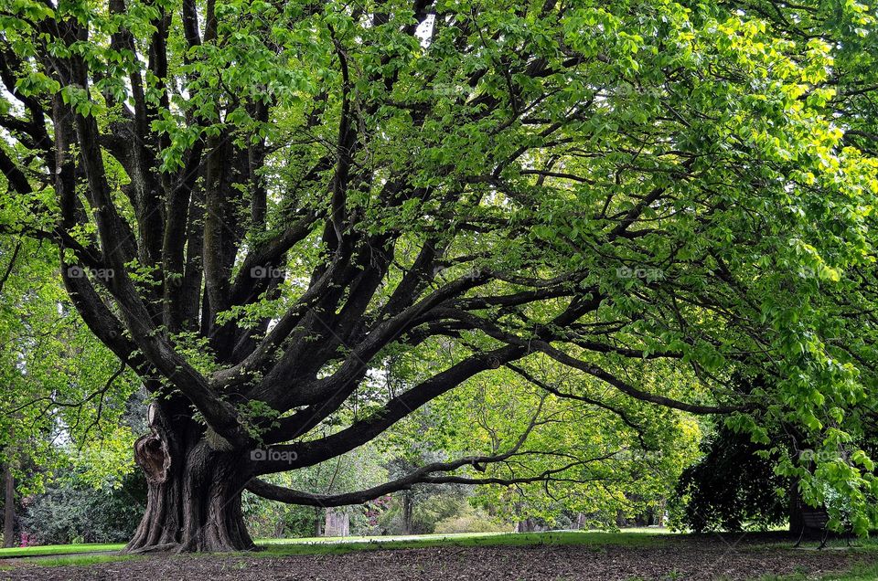 View of green tree