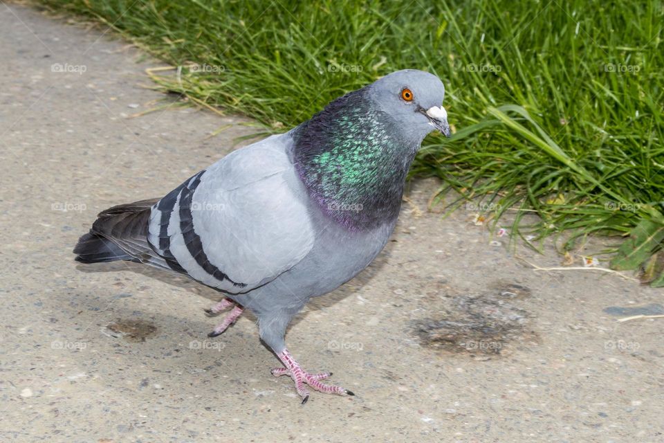 Pigeon.