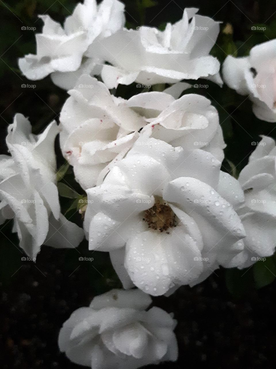 white roses