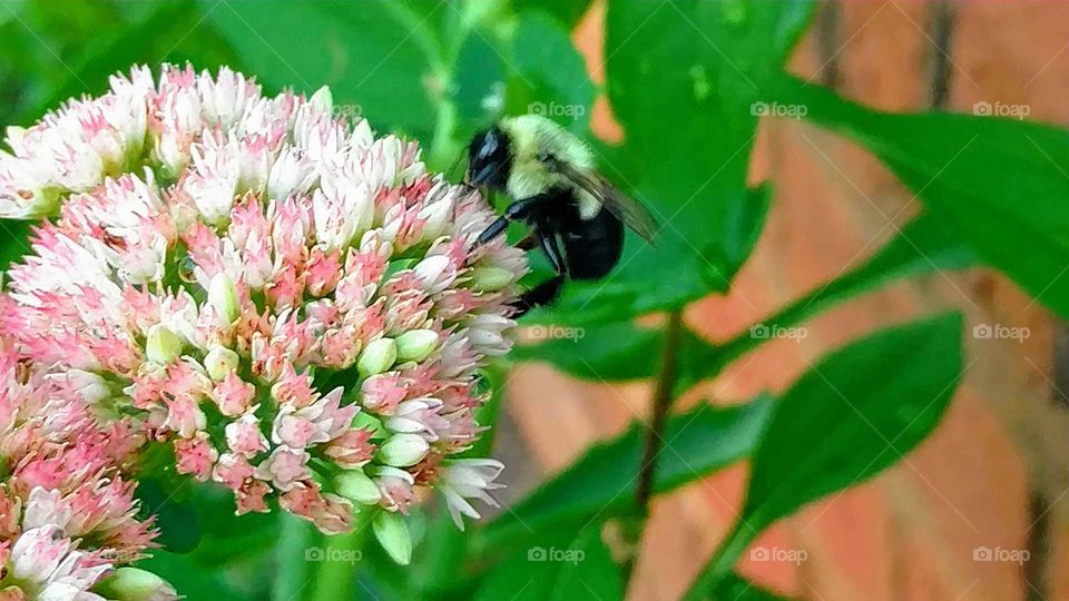 Nature, No Person, Leaf, Flower, Flora