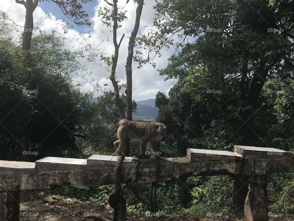 A monkey on the monkey hill in phuket. 
