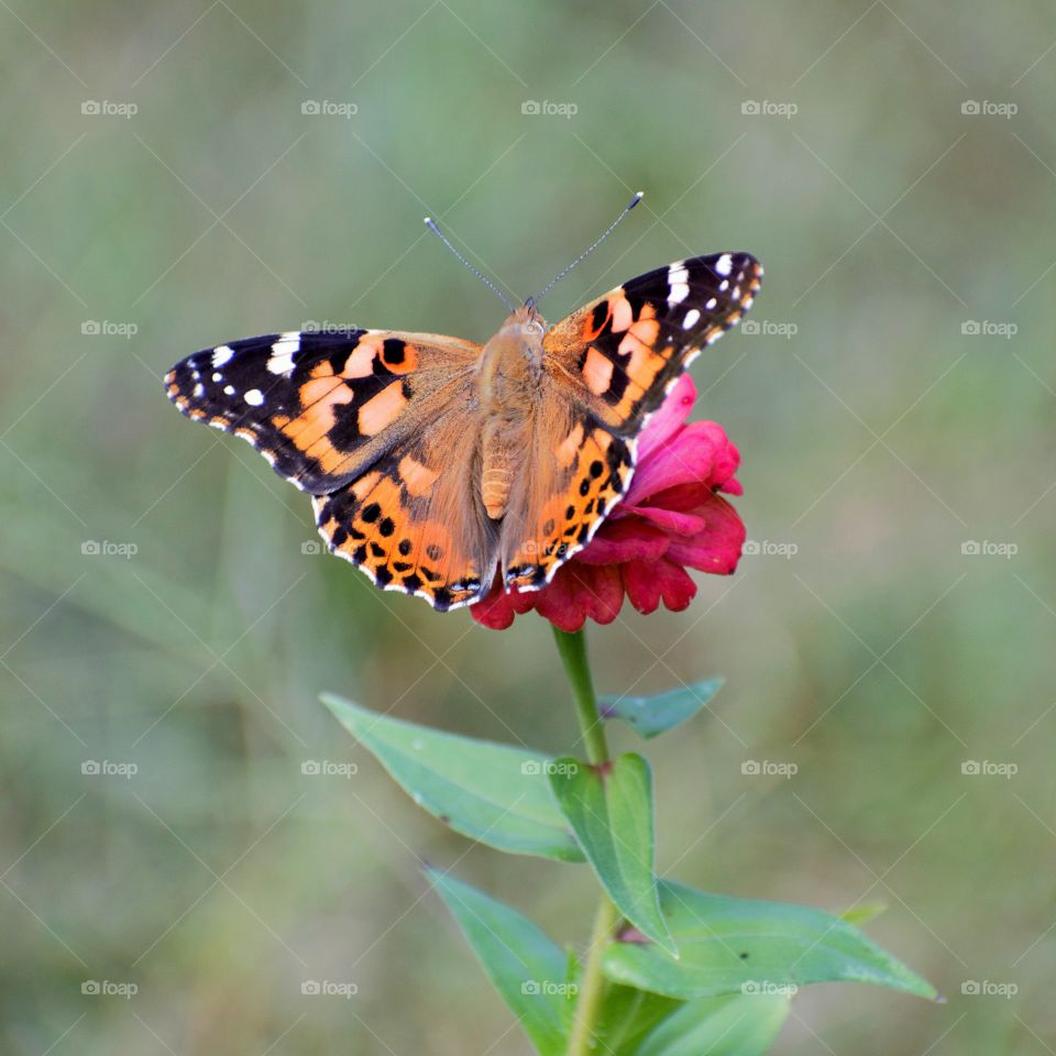 Butterfly Painted Lady