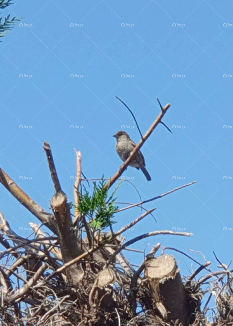 A sparrow high in the hedge.