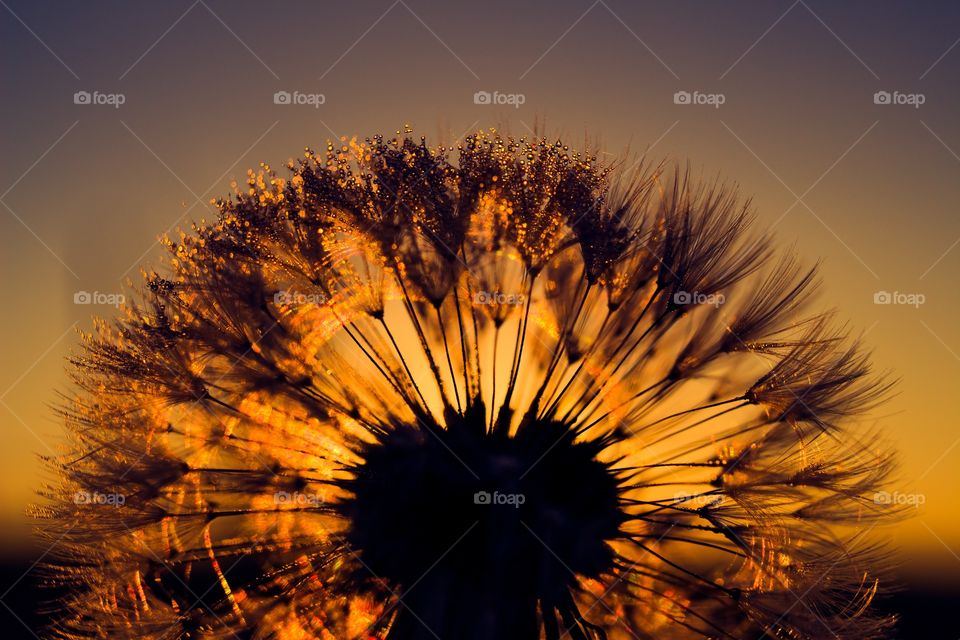 Close-up of dandelion flower during sunset