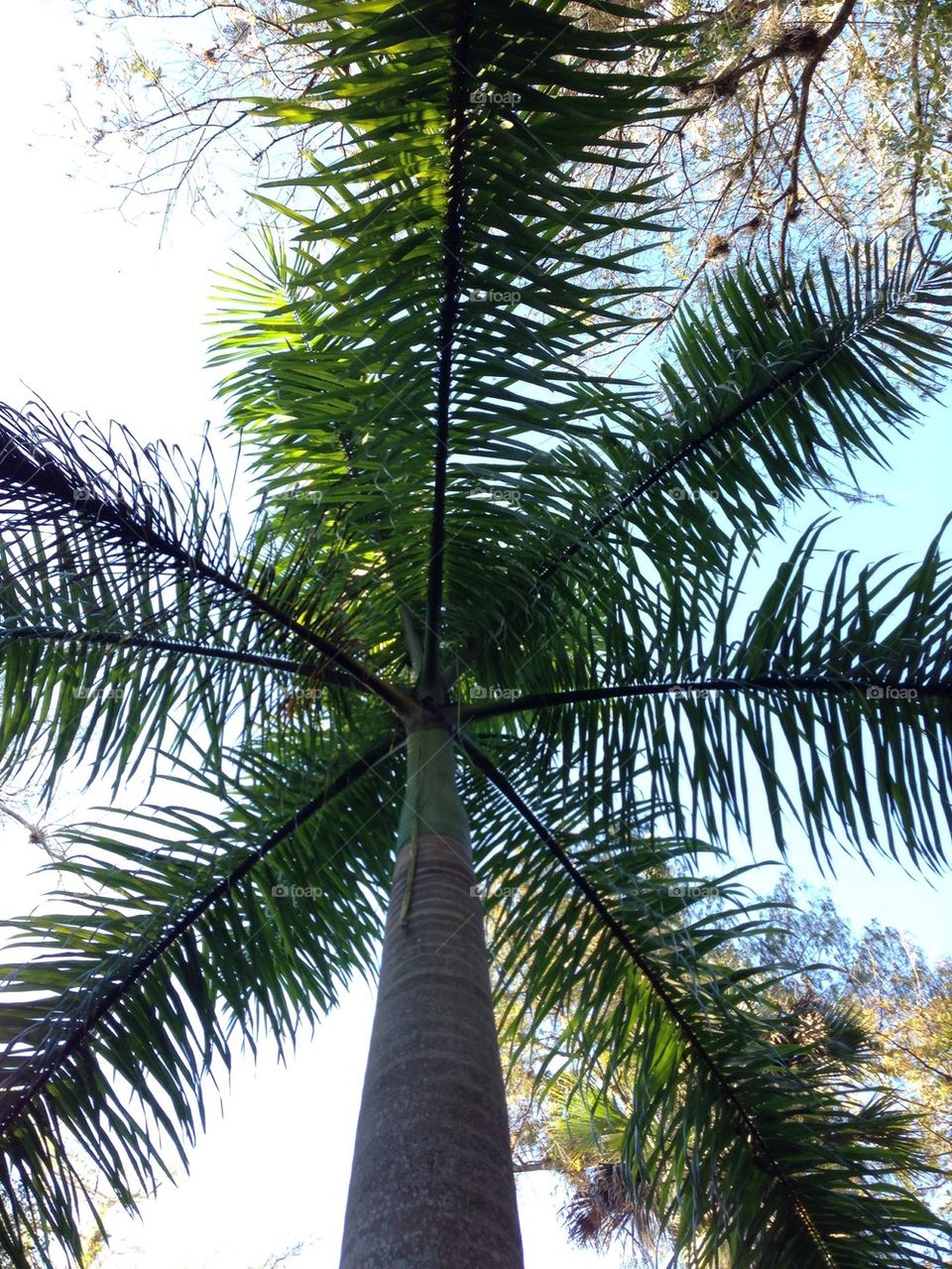 Palm