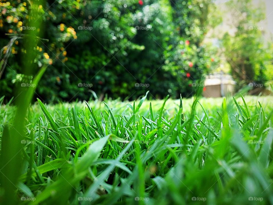 Grass