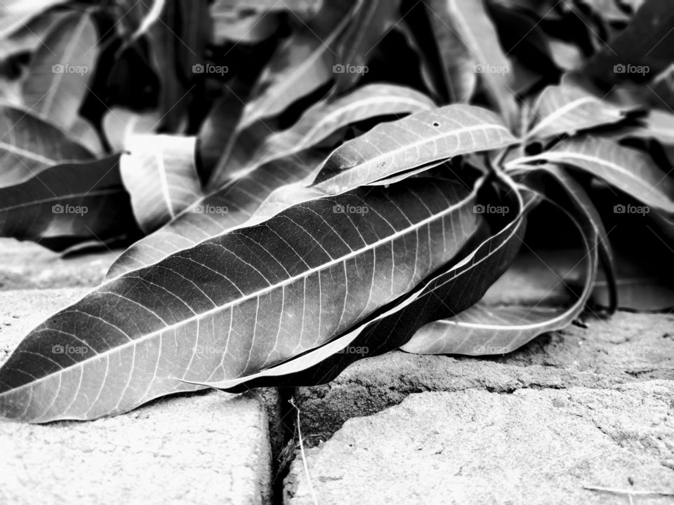 mango leaves.