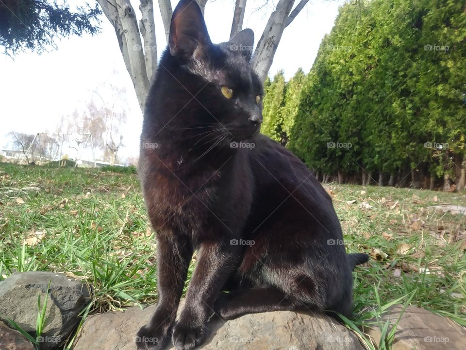 A black cat named Sebastian sitting in the sun 🌞