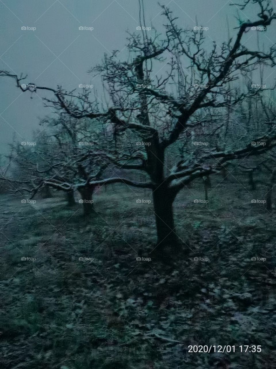 Trees, scenery, nature, plants