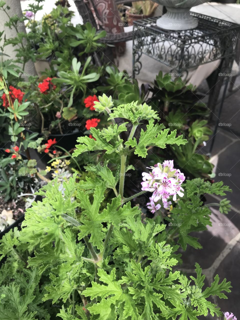 Spring geraniums 