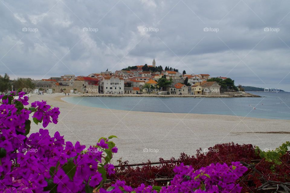 Purple Flowers in Primosten with a view