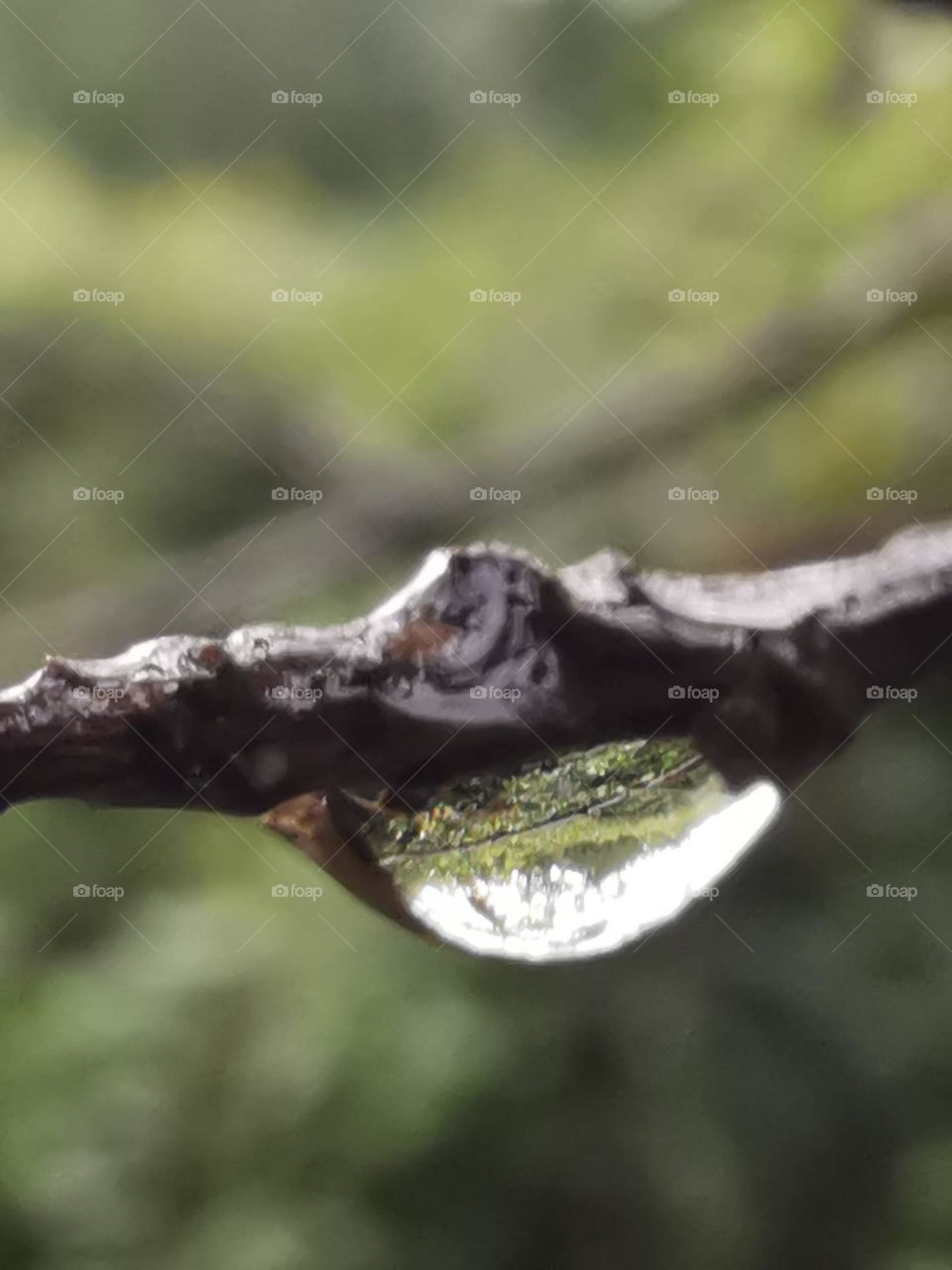 tronco con gota de agua no hay nada mejor que la lluvia gran canaria las lagunetas