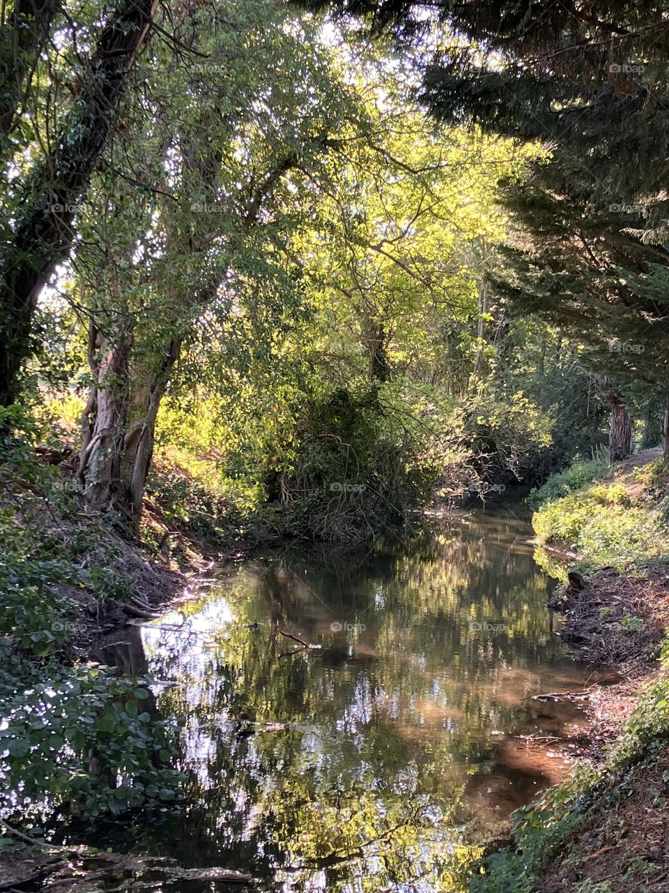Trees shadow near a little river