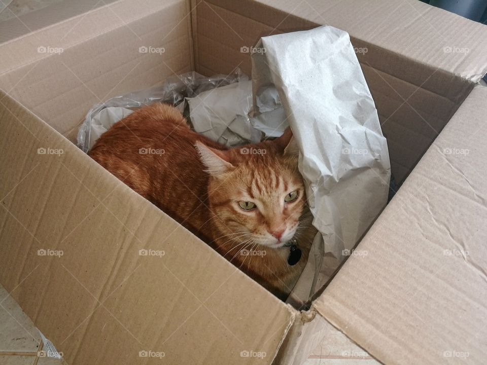 Ginger cat sitting in the box.