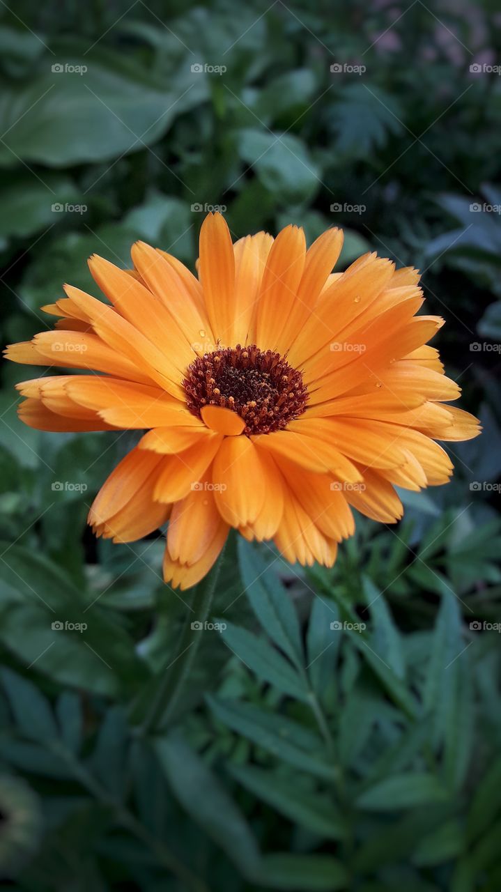 Big bright orange flower in the grass