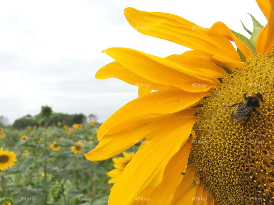 Sunflower