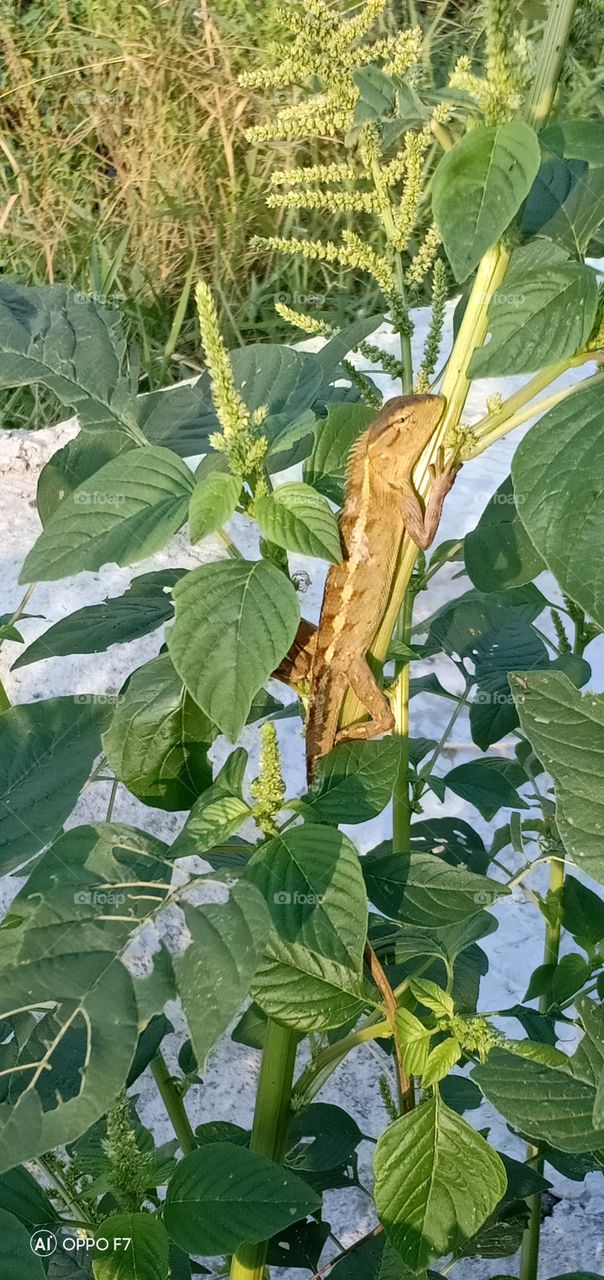 What animal is this?