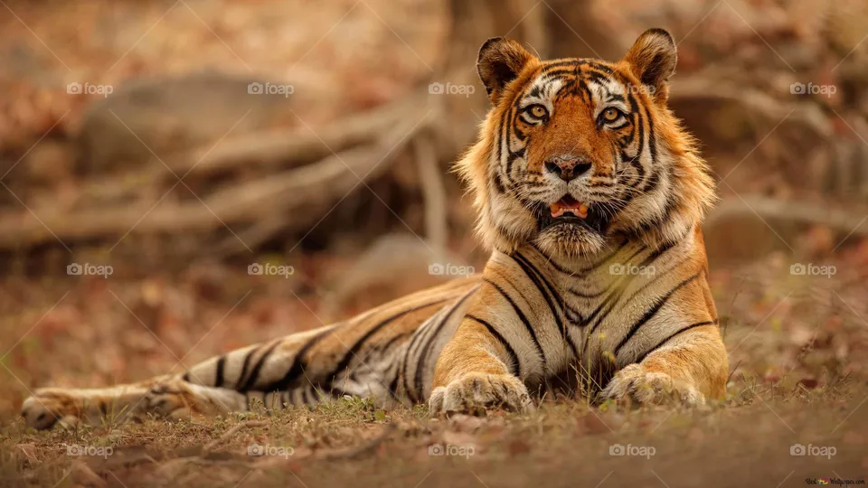 Big cat