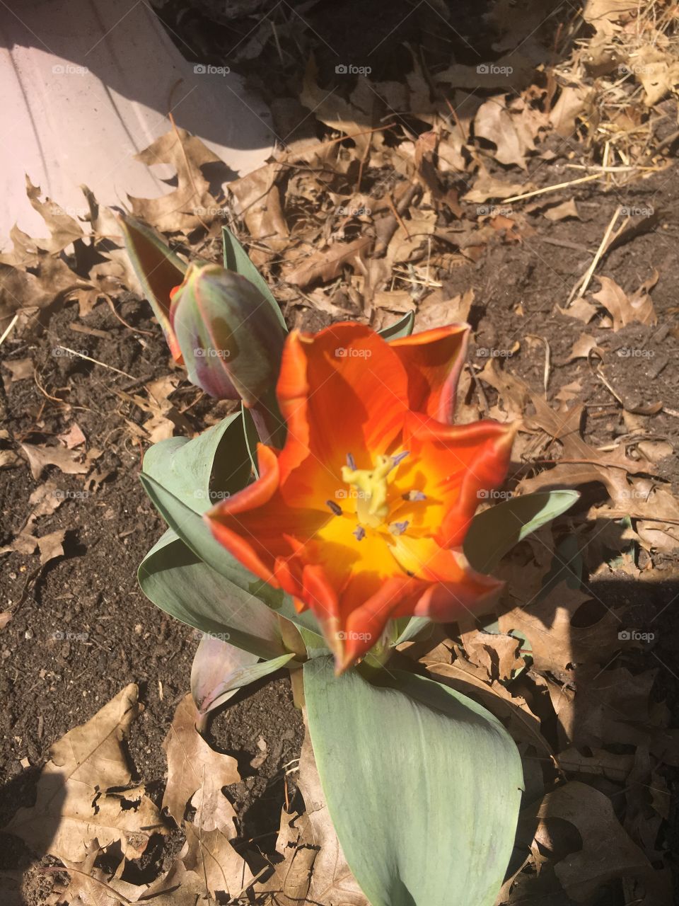 Orange/red tulip with yellow center