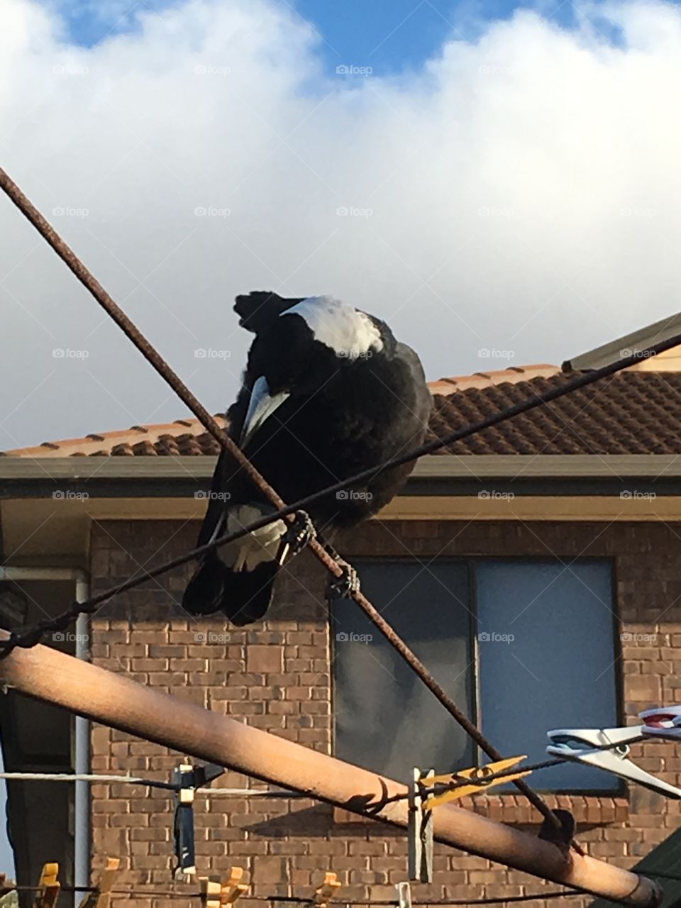 Preening magpie bird perched on outdoor clothesline, house in background 