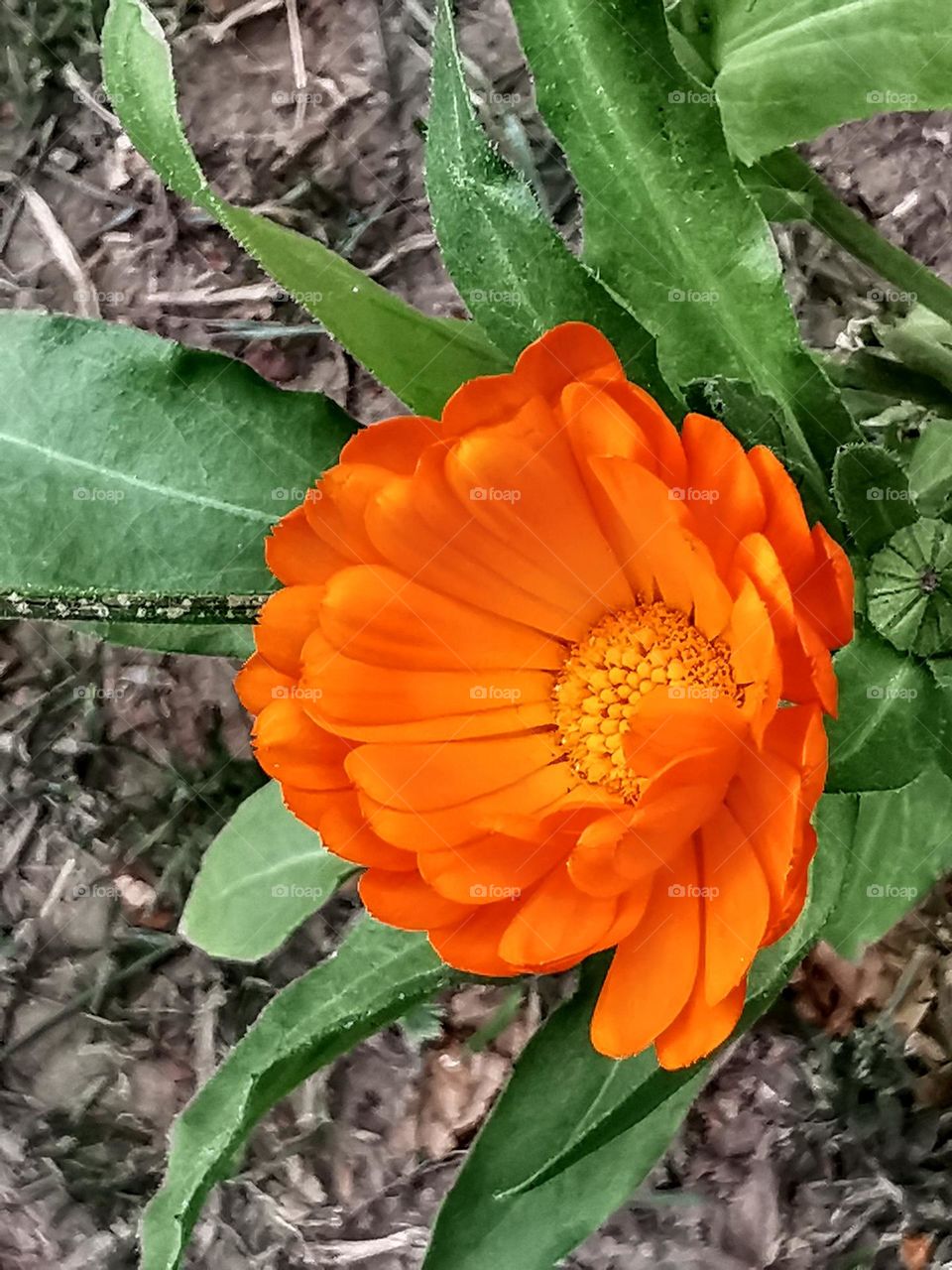 Nature's way of glory