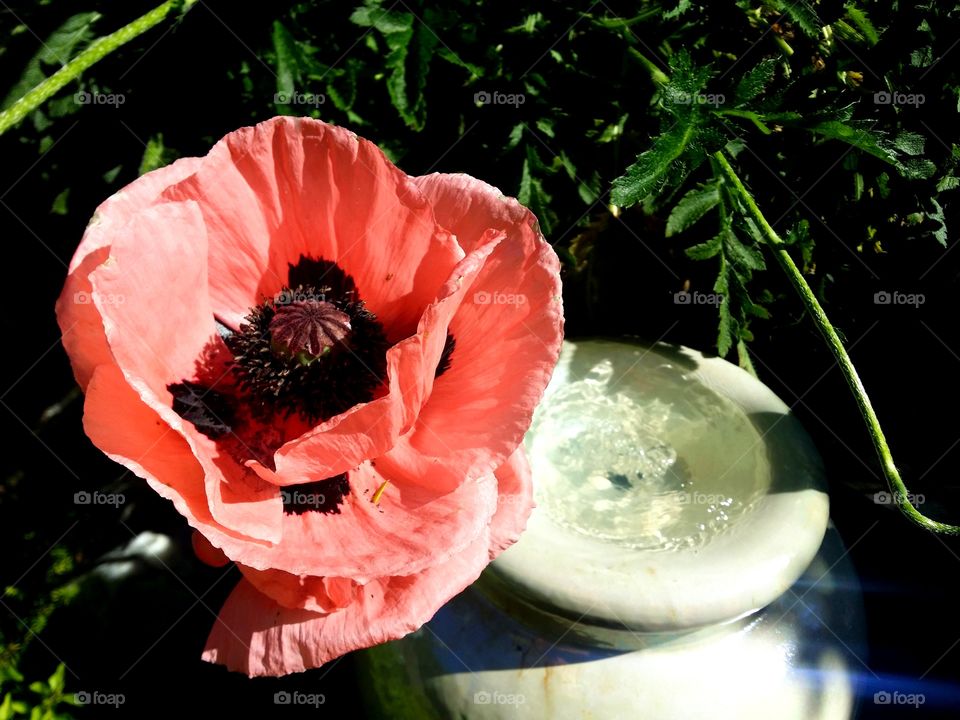 flower and fountain