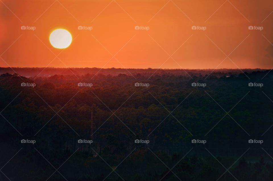 Sunset over the Trees