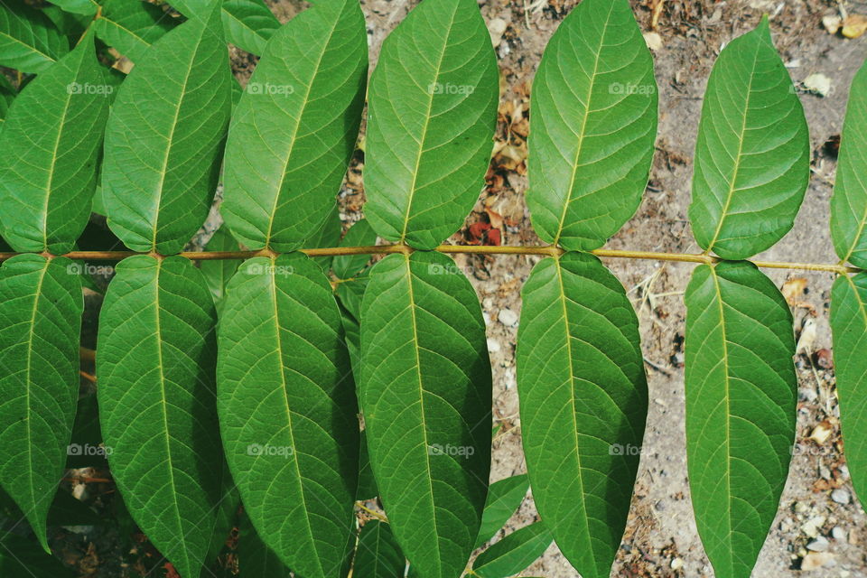 Close-up of green leaves