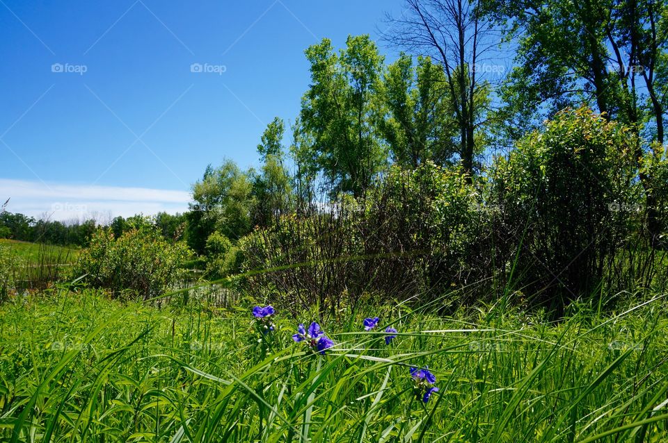 Nature. Purple Pop