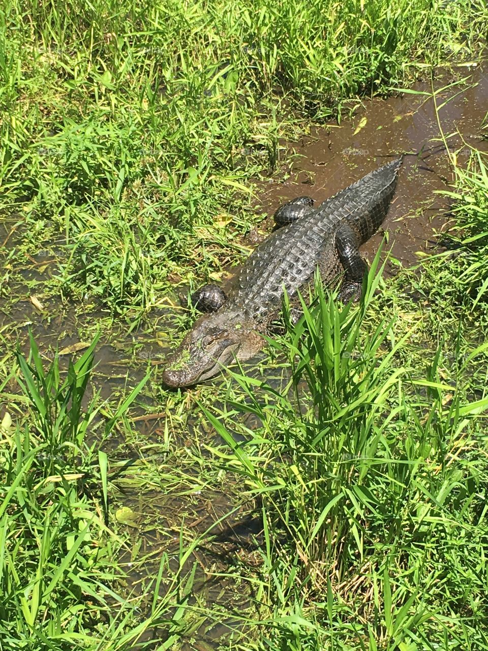 Alabama Gator