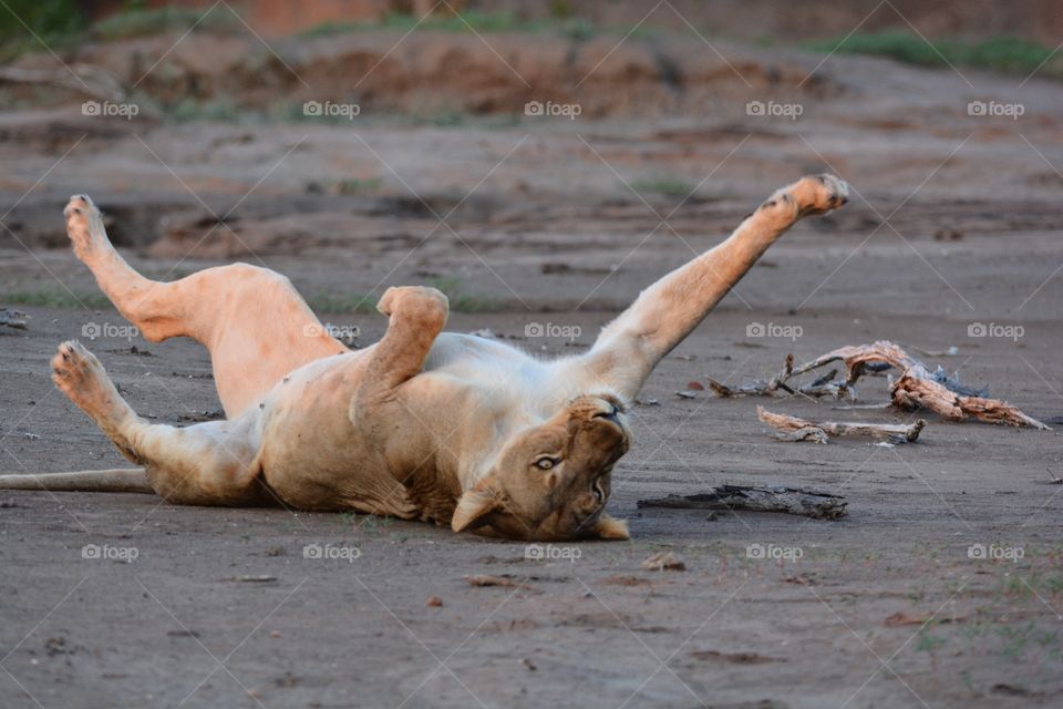Lioness stretching, no matter how wild they still like to play 