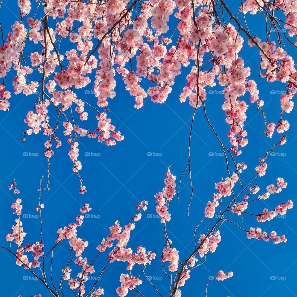 under the cherrytree flowers
