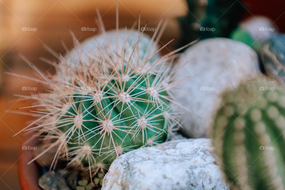 Cactus close up