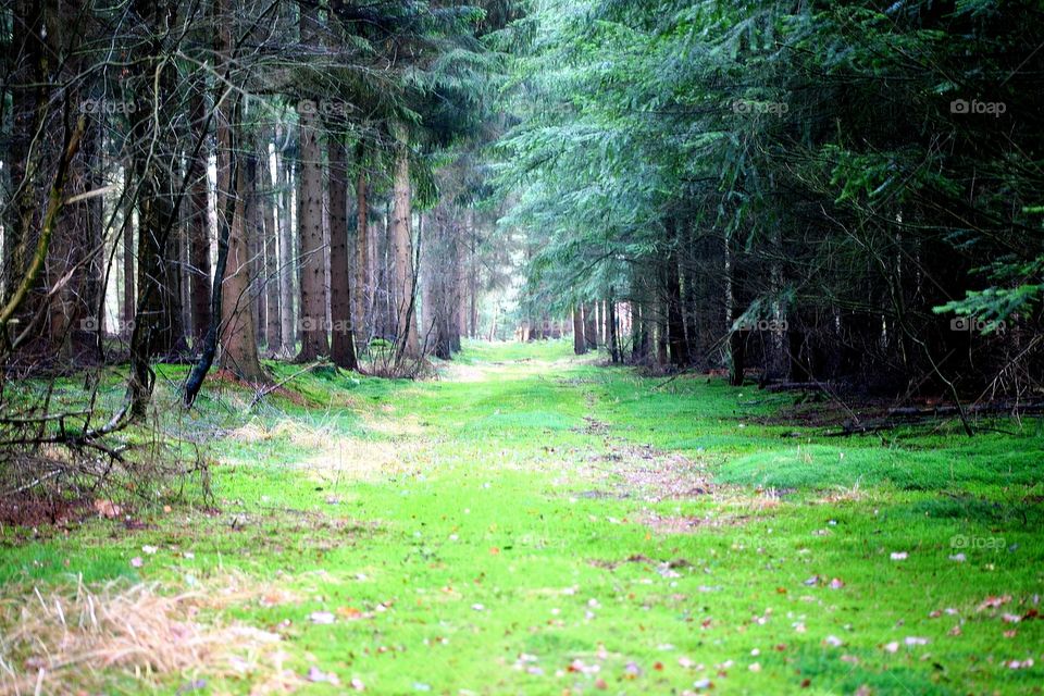 Forest path
