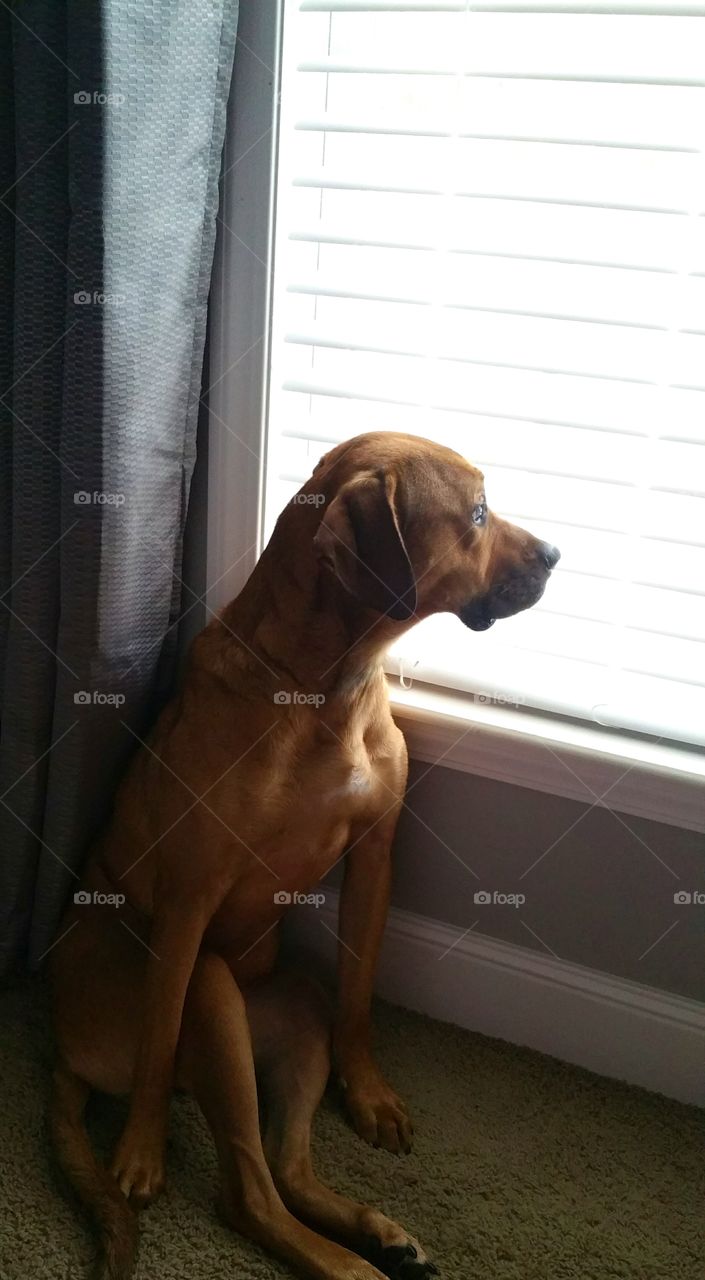 Boxer/Lab mix sitting in a funny position, by the window.