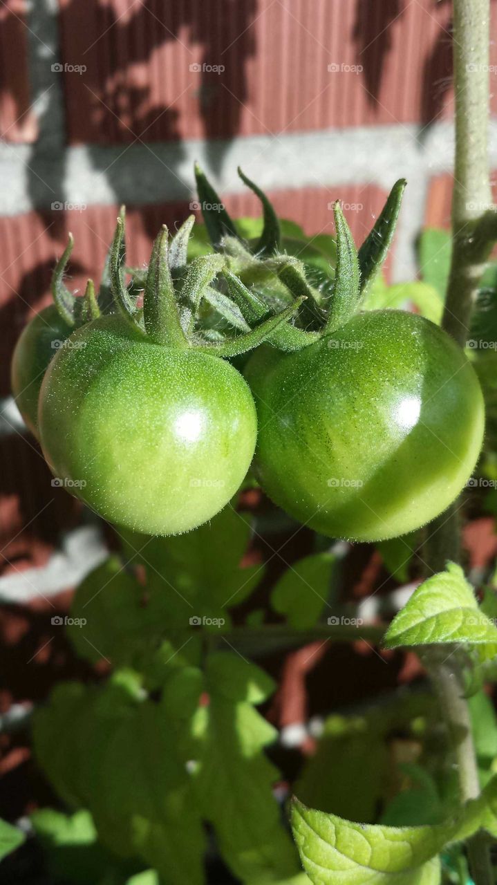 balcony organic cherries tomatos