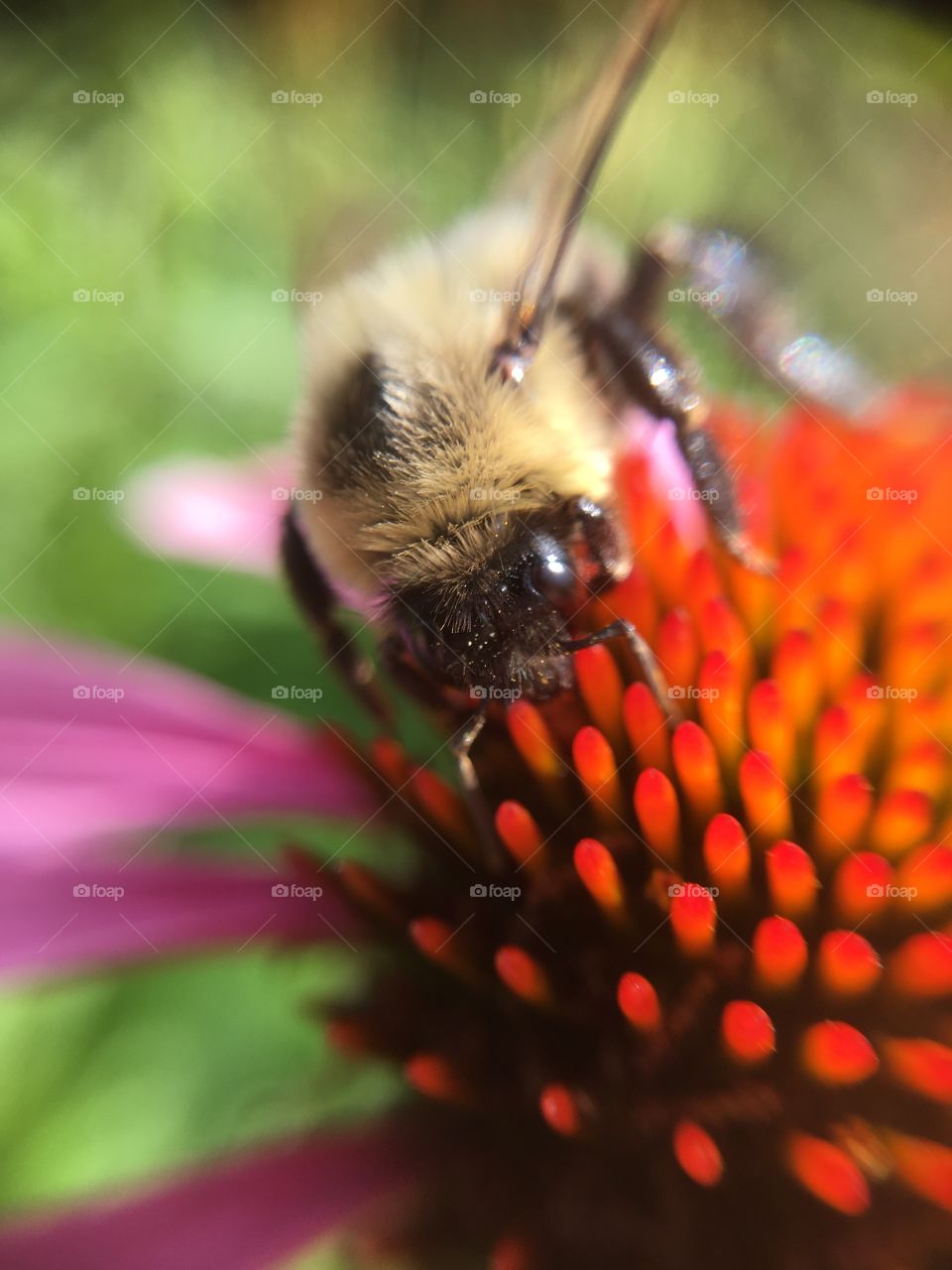 Bumblebee on coneflower