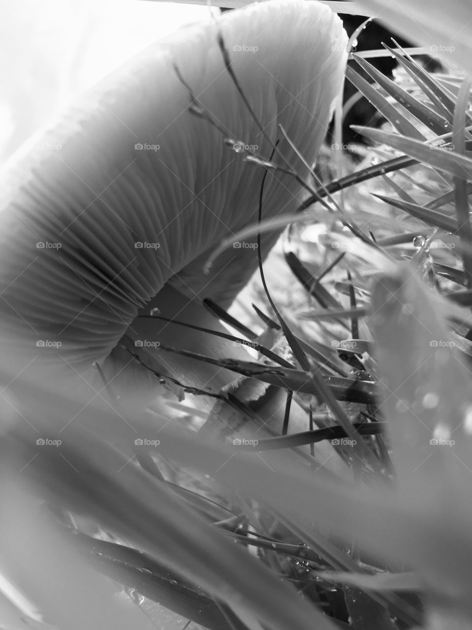 Mushrooms rooms from all the rain🍄