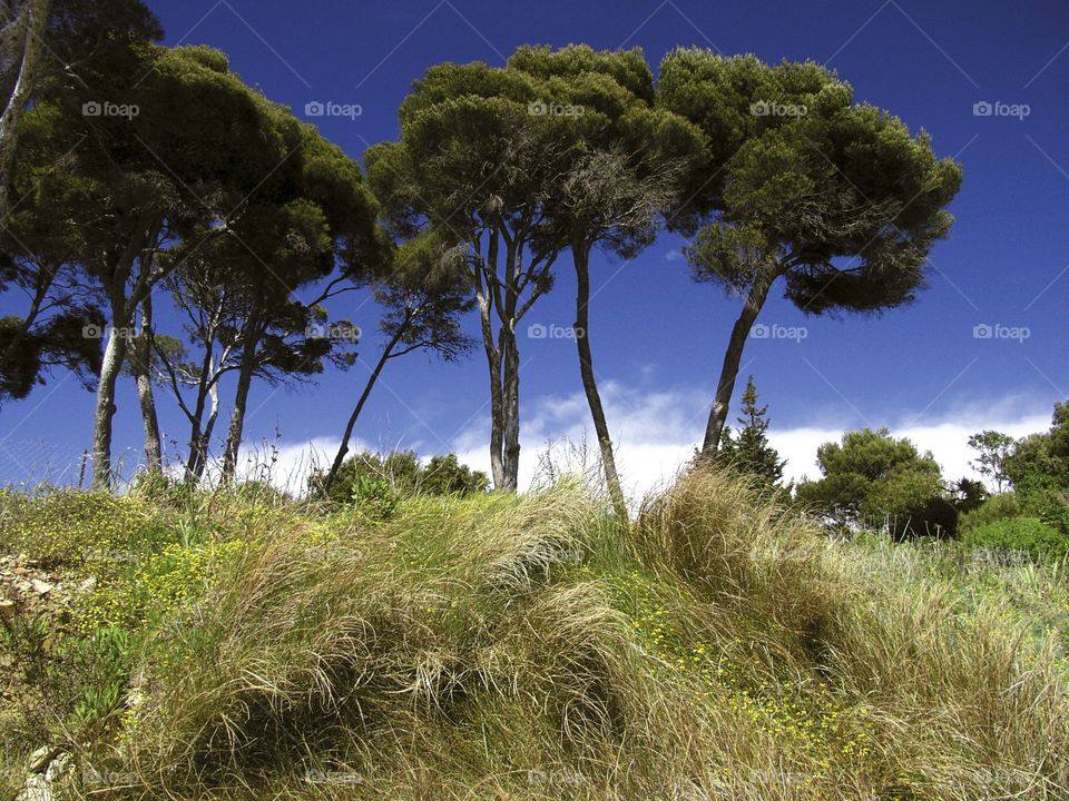 Beach. Trees 