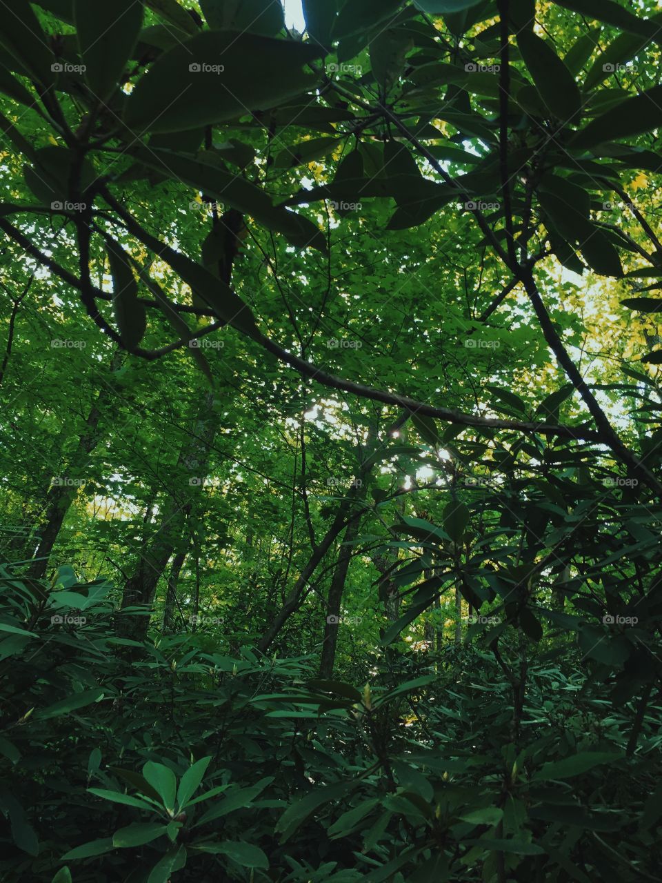 Leaf, Wood, Tree, Rainforest, Light