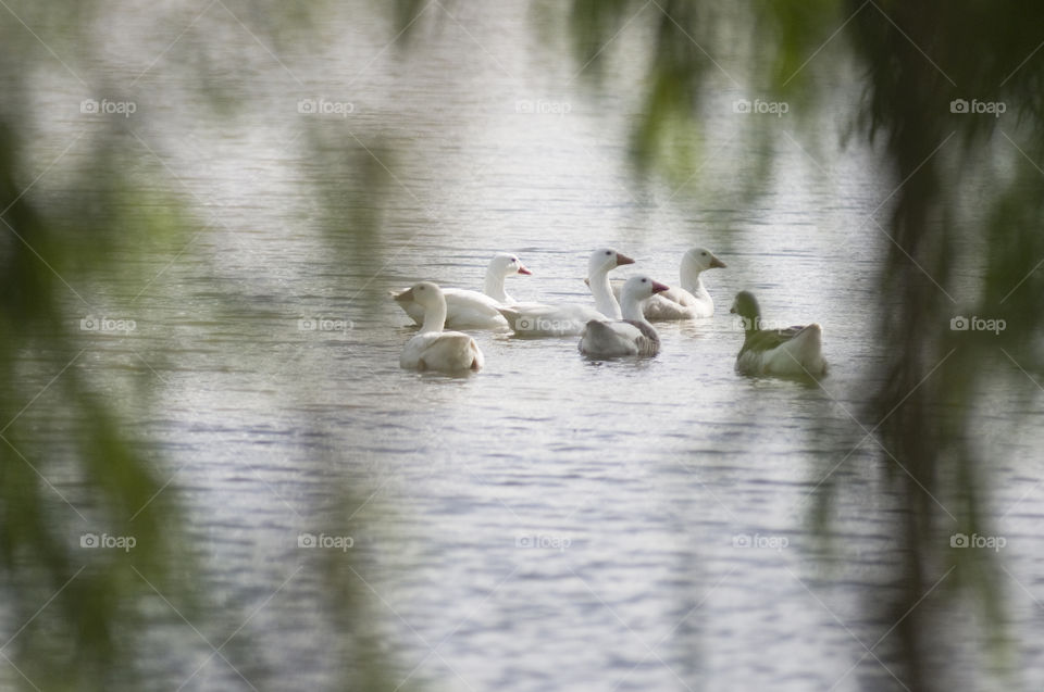 Family of ducks on a lake surrounded by trees