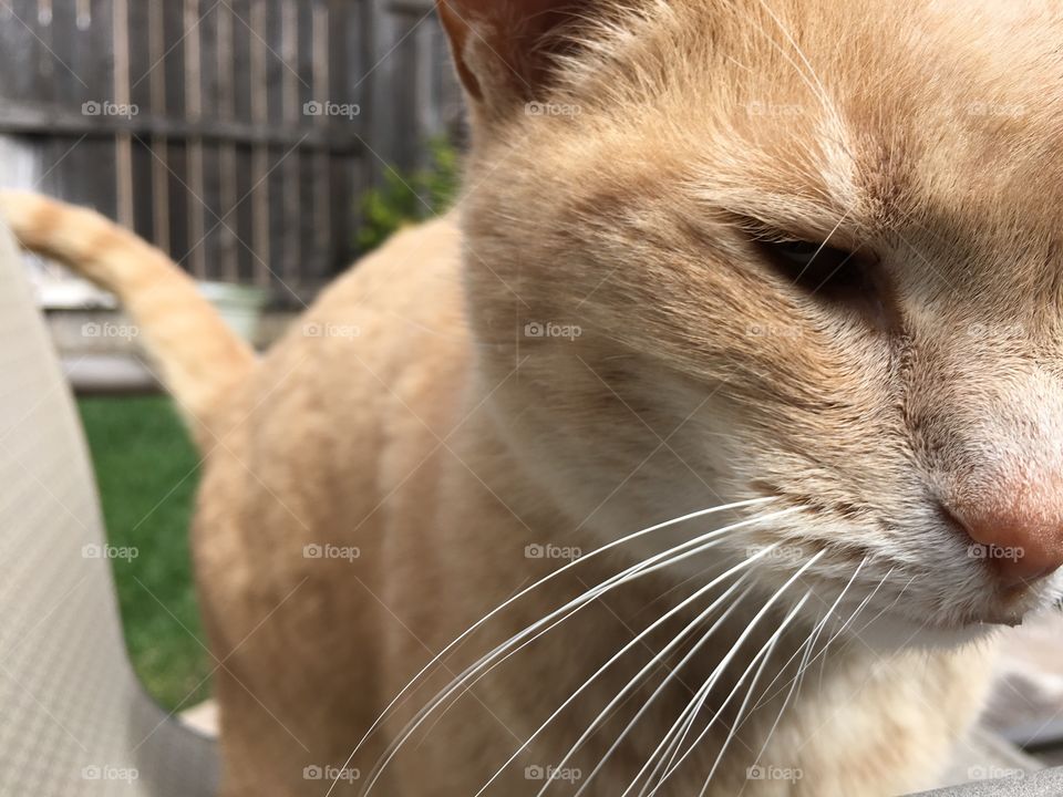 Orange cat 