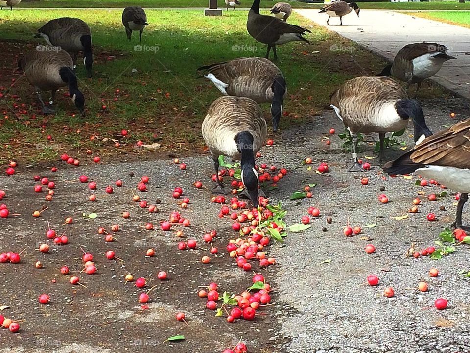 Canada geese 