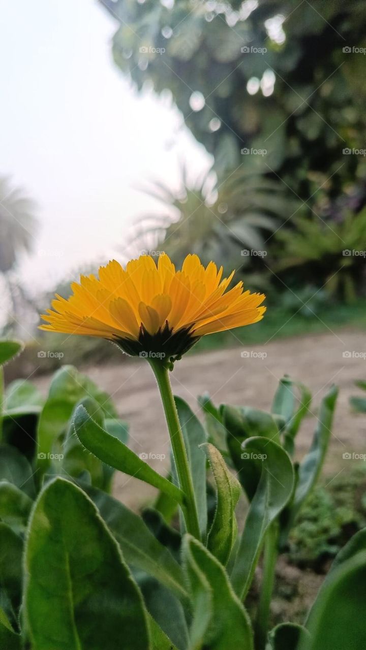 That yellow flower is really standing out among the green plants! 🌼 It's like a little ray of sunshine in nature's garden. So bright and cheerful