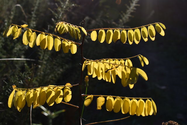 Yellow leafs in the sun