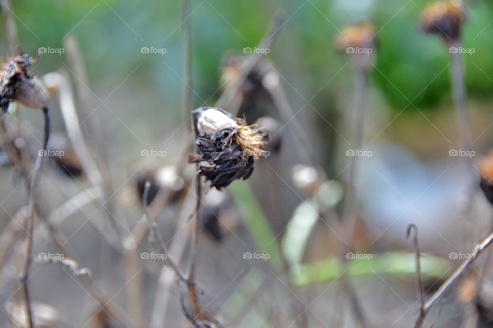 Dry flower